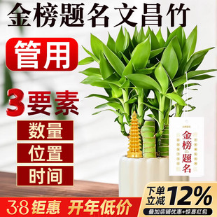 文昌竹4支金榜题名文昌塔学生用的富贵竹室内盆栽书桌绿植