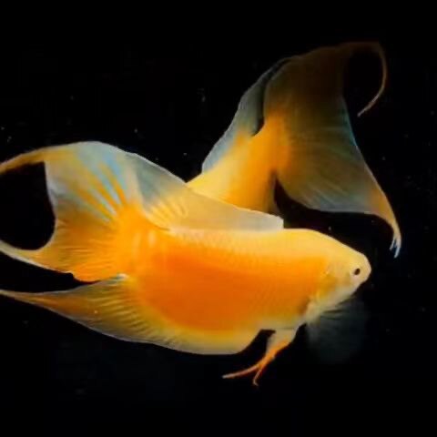 渔场直发台湾蝴蝶鲤冷淡水观赏鱼