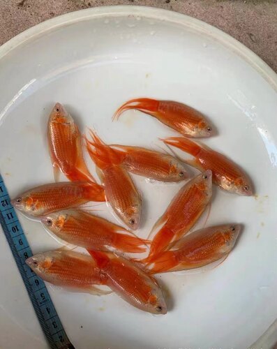 中国斗鱼白化红胭脂红冷水淡水观赏鱼活体耐活好养鱼苗免加温懒人