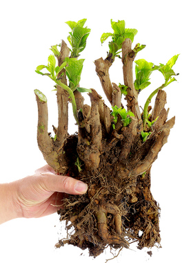 耐寒10年老桩大花无尽夏绣球花苗盆栽阳台室内外庭院八仙花卉植物