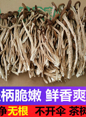 广昌剪根茶树菇新货不开伞500g 新鲜剪脚干茶树菇干货一斤不开膜