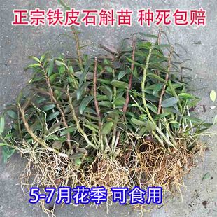 正宗雁荡山红杆铁皮石斛苗可食用新鲜石斛花卉非霍山石斛苗绿植盆
