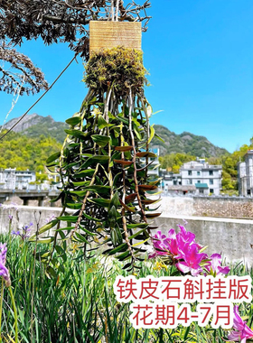 正宗红杆铁皮石斛苗种挂板植木桩石斛苗种好发货裸苗木屑盆栽
