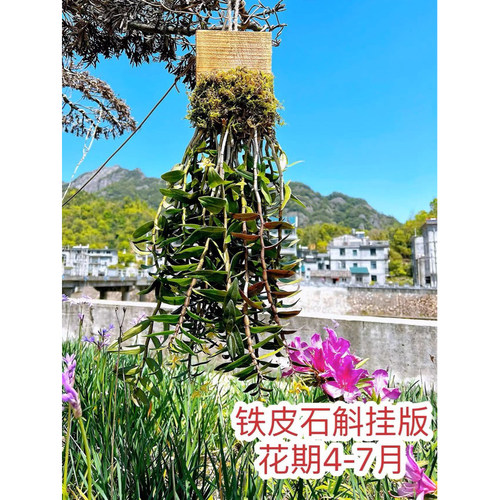 板植种好发货铁皮石斛苗可食用