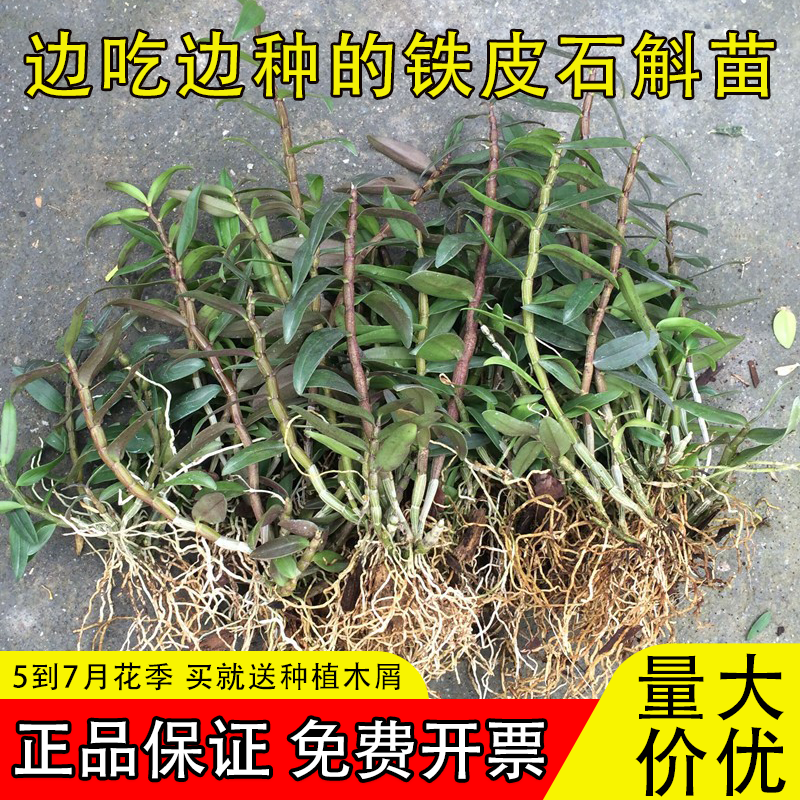 可食用铁皮石斛苗正宗红杆雁荡山铁皮枫斗石斛新鲜花苗5一7月开花