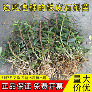 可食用铁皮石斛苗正宗红杆雁荡山铁皮枫斗石斛新鲜花苗5一7月开花