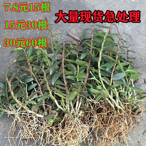 铁皮石斛苗浙江红杆软脚基地发