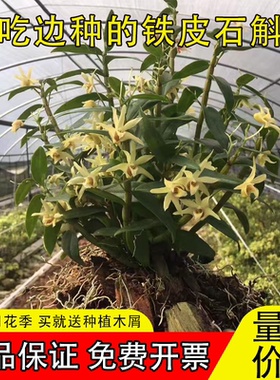 可食用红杆铁皮石斛苗