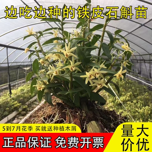 可食用红杆铁皮石斛苗