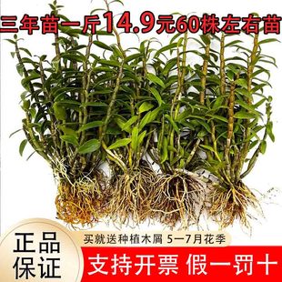 正宗雁荡山红杆铁皮石斛苗可食用枫斗苗盆栽驯化苗兰花苗石斛种苗