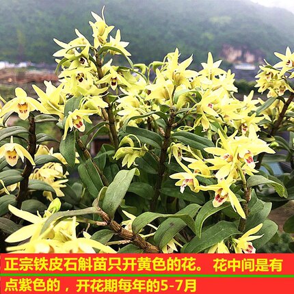 5一7月花季可食用铁皮石斛苗正宗红杆石斛枫斗绿植花卉盆栽