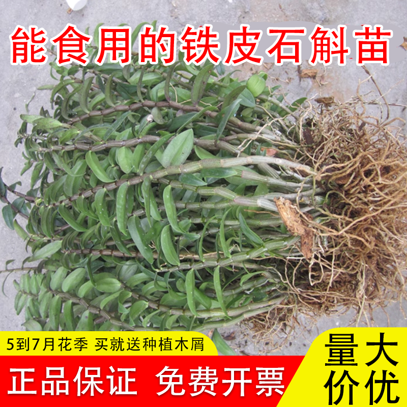 5一7月开花发芽可食用铁皮石斛苗正宗雁荡山红杆铁皮枫斗新鲜鲜花
