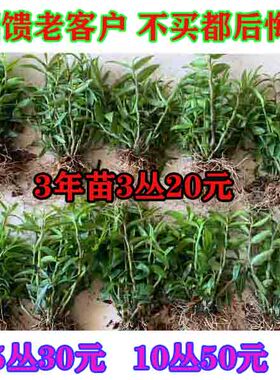 正宗红杆软脚铁皮石斛苗花卉仿真绿植室内盆栽无土植物纯木屑种植