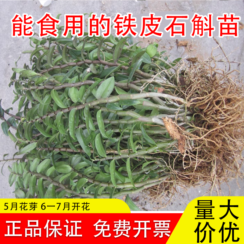 可食用铁皮石斛苗5一7月开花发芽