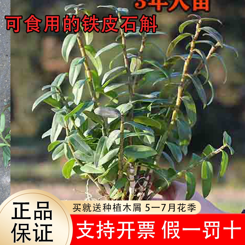 可食用红杆铁皮石斛苗
