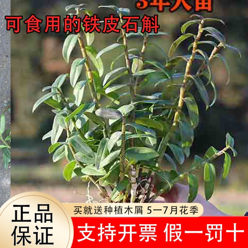 可食用红杆铁皮石斛苗