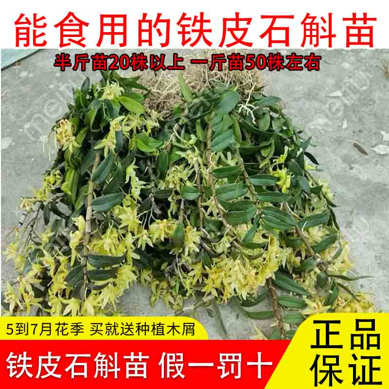 正宗红杆铁皮石斛苗枫斗花卉绿植