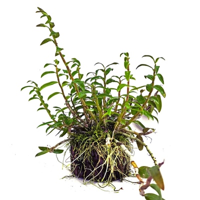 木桩石斛苗正宗雁荡山红杆石斛苗