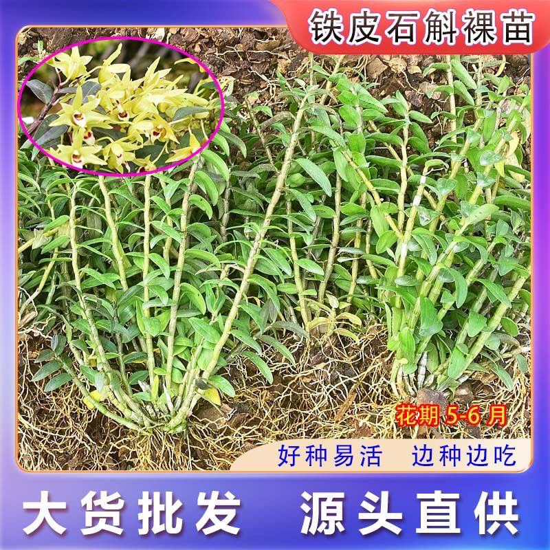 红杆铁皮石斛苗盆栽驯化苗