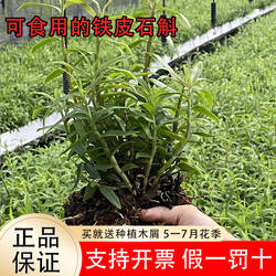 可食用正宗红杆铁皮石斛种苗铁皮石斛苗雁荡山石斛盆栽枫斗苗室内