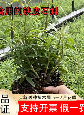 可食用红杆铁皮石斛种苗