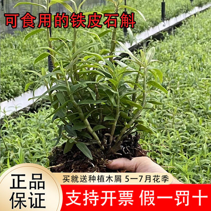 可食用正宗红杆铁皮石斛种苗铁皮石斛苗雁荡山石斛盆栽枫斗苗室内