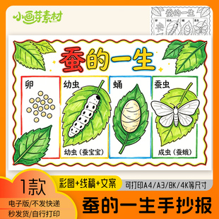 蚕的一生成长手抄报模板电子版小学生一二年级科学彩色线稿可打印