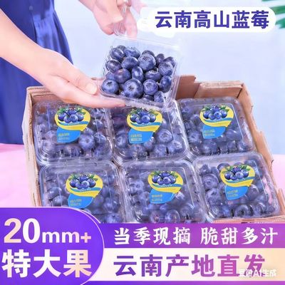 云南高山蓝莓新鲜水果花香蓝莓