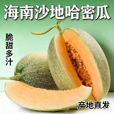海南哈密瓜正宗产地直发现摘9斤