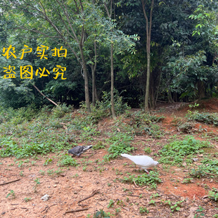 农家散养老鸽子老鸽土鸽信鸽新鲜草鸽子肉活体新鲜现杀老鸽子包邮