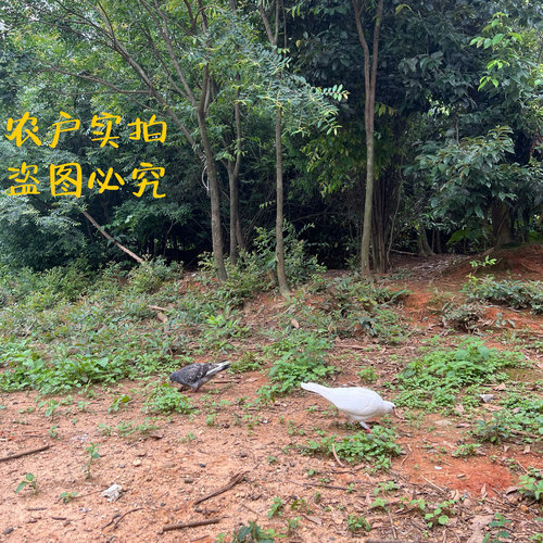 农家散养老鸽子老鸽土鸽信鸽新鲜草鸽子肉活体新鲜现杀老鸽子包邮