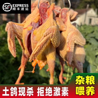 5年老鸽子2只土鸽子鸽子肉鸽子新鲜现杀鸽子肉乳 鸽农家散养鸽子