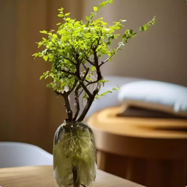 小叶女贞水培毛叶丁香老桩造型树澳洲丁香木四季常青观叶一物一拍,鲜花速递/花卉仿真/绿植园艺,绿植,淘宝优惠券,粉丝福利购,淘宝优惠卷