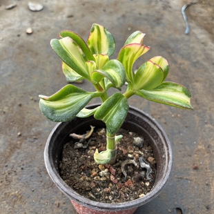 卷叶中斑锦七彩蝶锦玉树