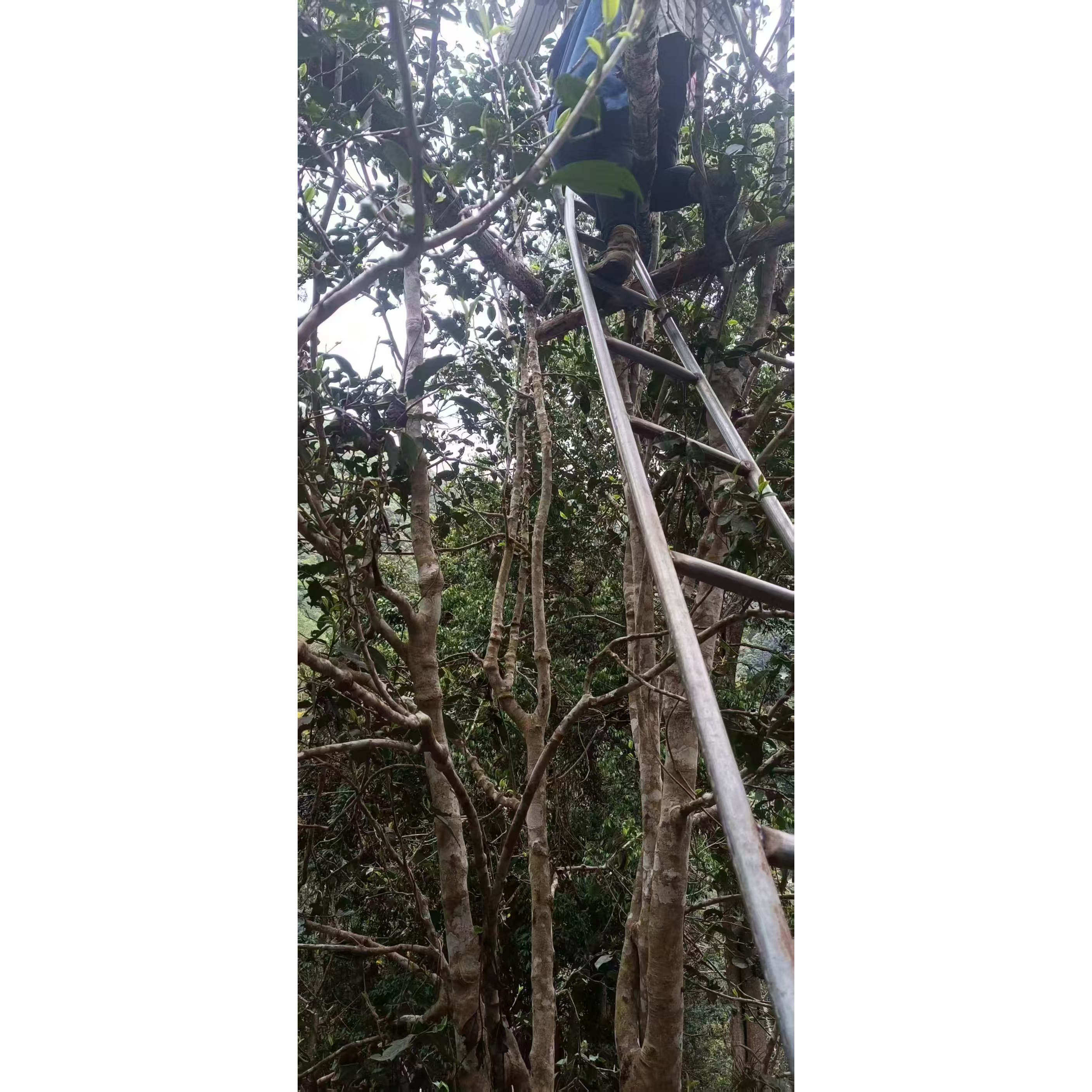 2025年头春马鞍山古树散茶1000克 普洱茶生普毛茶森林茶