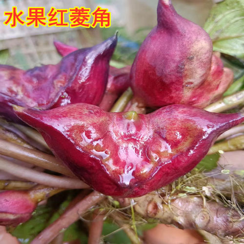 菱角苗种植池塘绿化蔬菜水果种植