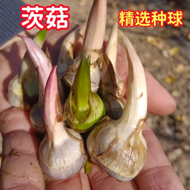 挺水植物茨菇种球慈姑种植鱼缸水培净化水质阳台湿地燕尾草种植,鲜花速递/花卉仿真/绿植园艺,水生植物,淘宝优惠券,粉丝福利购,淘宝优惠卷