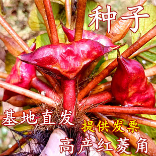 老菱角种子池塘水生植物菱角种子种植青菱角种子蔬菜红菱角种植苗