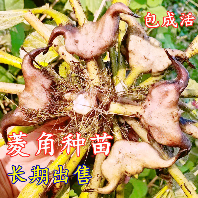 老菱角种子池塘水生植物菱角种子种植青菱角种子蔬菜红菱角种植苗