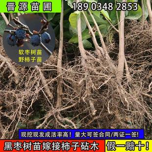 君迁子苗软枣苗是嫁接柿子的砧木苗野生柿子黑枣苗南北方盆栽地栽