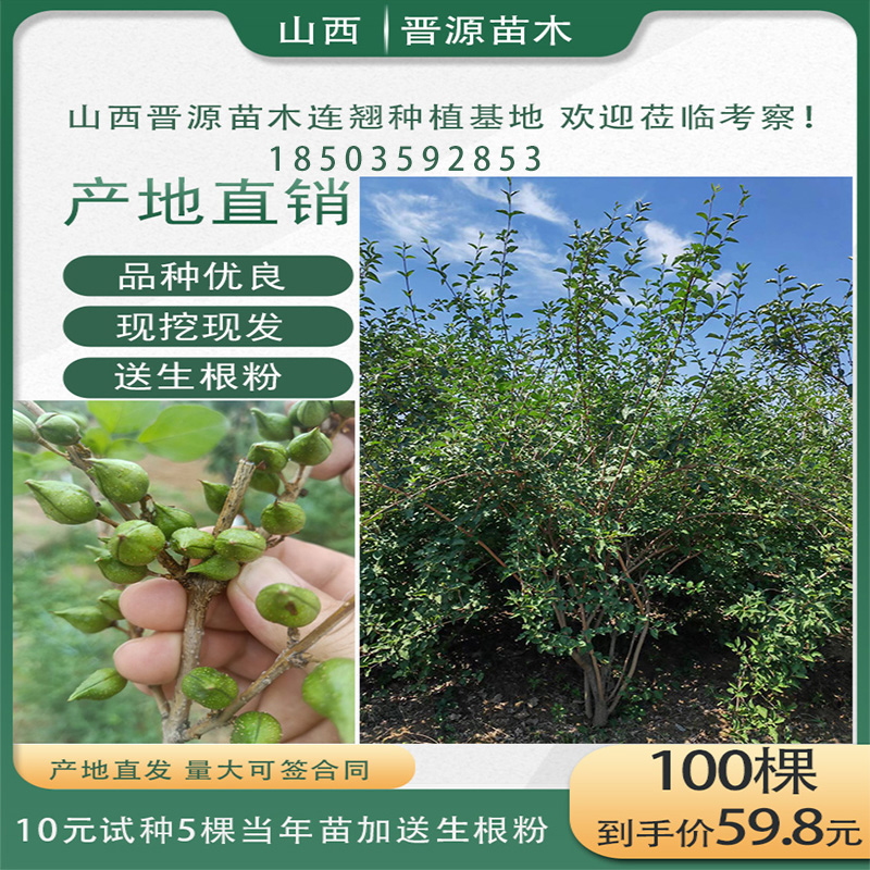 山西药用高产大果连翘苗