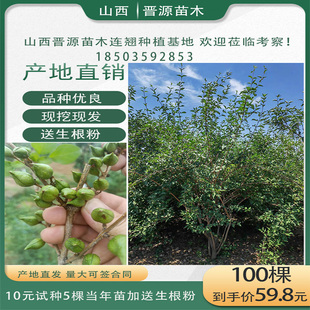 连翘树苗苗山西高产大果药用黄花条青翘荒山耐旱工程绿化庭院