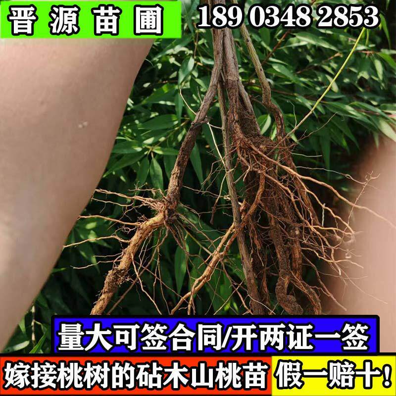 山桃苗山杏苗嫁接桃树杏树实生苗地栽程绿化荒山造林耐寒耐旱