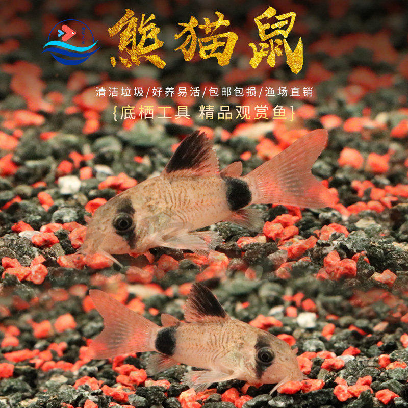 熊猫鼠鱼清洁工具鱼花椒鼠异型鱼清道夫鱼缸底除藻热带观赏鱼活体