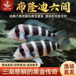 三湖慈鲷鱼布隆迪六间鱼鹅头皇冠坦鲷鱼缸活体热带观赏宠物小型鱼
