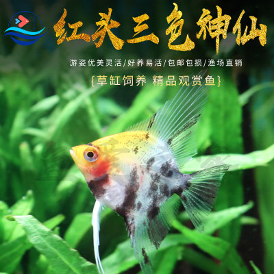 红头三色神仙熊猫燕鱼观赏鱼活体