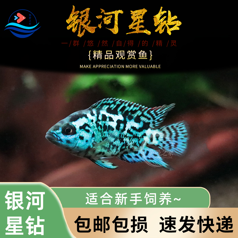 银河星钻鱼三湖慈鲷鱼好养耐活鱼