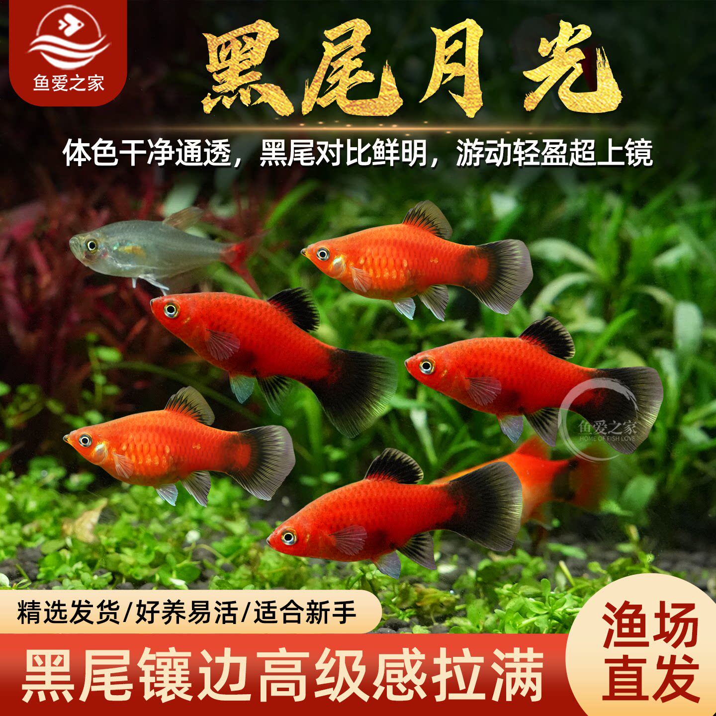 黑尾月光鱼米奇鱼三色牡丹鱼小型鱼观赏鱼活体鱼草缸热带鱼胎生鱼 - 实物图
