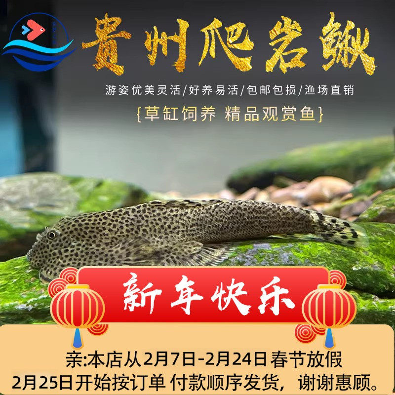 贵州爬岩鳅双吸盘原生观赏清道夫清洁鱼清缸擦鱼缸玻璃工具琵琶鱼