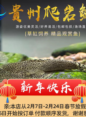 贵州爬岩鳅双吸盘原生观赏清道夫清洁鱼清缸擦鱼缸玻璃工具吸鳅鱼